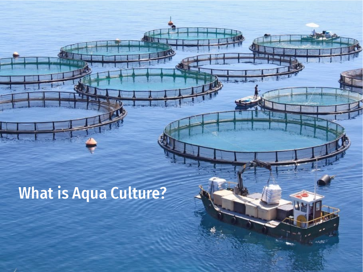 What is Aqua Culture?
